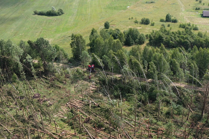 Перед лесхозами, пострадавшими от непогоды, стоит задача минимизировать потери древесины — Кулик