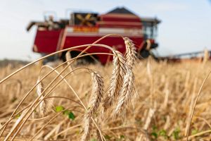 Уборка урожая в Могилевской области будет проведена в срок — Исаченко