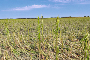 В Брестской области последствия урагана на урожае зерновых и рапса существенно не отразятся 
