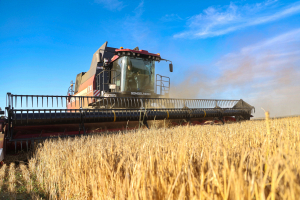 С учетом рапса в Беларуси собрано более 2,9 миллиона тонн зерна 