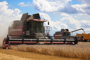 Белорусские аграрии собрали более 3,2 миллиона тонн зерна с учетом рапса