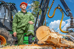 Все усилия лесоводов Гомельской области направлены на спасение деловой древесины