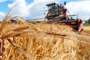 В Брестской области  собрали миллион тонн зерна с учетом рапса