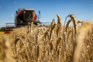 Аграрии Беларуси собрали более 4,6 миллиона тонн зерна с учетом рапса