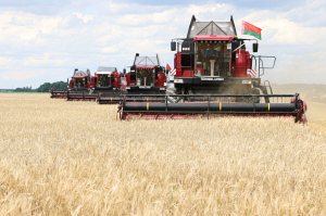 В Беларуси намолочено свыше 4,8 млн тонн зерна с учетом рапса