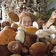 В Щучинском районе семья за один день собрала около 200 кг грибов