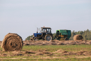 В Беларуси поднято две трети льнотресты