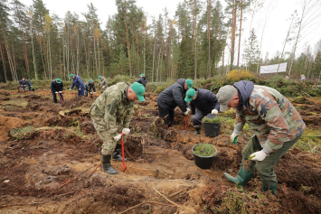 За время акции «Дай лесу новае жыццё!» в Витебской области высадят около миллиона деревьев