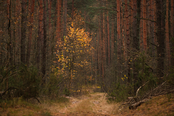 Фотозарисовка. Прогулка по осеннему лесу