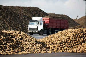 В Беларуси накопано более 5 миллионов тонн сахарной свеклы 