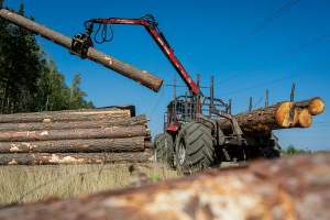 В ноябре 2024-го выручка организаций системы Минлесхоза составила почти 180 млн рублей