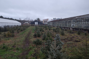 При озеленении Гродно специалисты будут высаживать деревья быстрорастущих пород