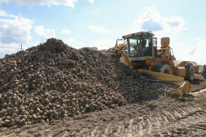 В Минсельхозпроде рассказали, сколько сахарной свеклы было собрано в 2024 году в Беларуси