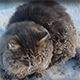 В Челябинской области кот вмерз в лед и выжил