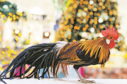Cock tail – «хвост Петуха» на новогоднем столе