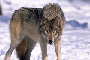 Несмотря на активную борьбу с волками, их популяция на Могилевщине не уменьшается