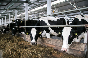 Репортеры "СОЮЗа" лично проверили качество молока на одном из сельхозпредприятий Беларуси