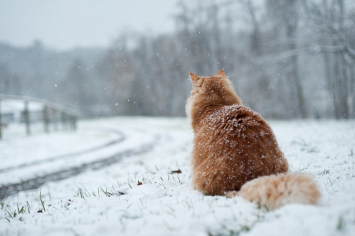 В понедельник в Беларуси ожидаются снег, дождь и порывистый ветер
