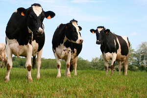 Главный ветеринарный врач сельхозпредприятия подозревается в похищении коров на 36.000 рублей