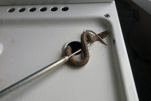 Ядовитая змея заползла в минскую квартиру