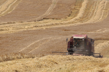В Беларуси зерновые убраны на половине площадей 