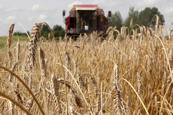 Намолочено более 3,5 млн тонн зерна — более трети от запланированного
