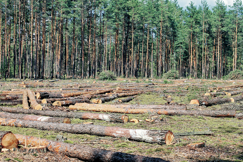 Короед атакует белорусские леса