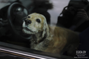 В Минске собака задохнулась от жары в машине на глазах у очевидцев