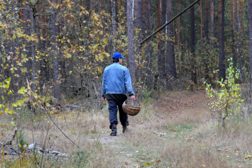 Каждую неделю в лесах Беларуси пропадают люди