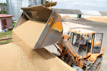 Более шести с половиной миллионов тонн зерна намолотили в Беларуси