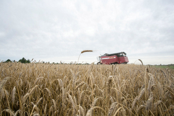В Беларуси намолочено почти 7 миллионов тонн зерна