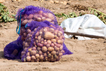 Минсельхозпрод: урожай картофеля будет выше прошлогоднего на 10-15%