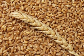  В этом году уже намолочено на 300 тысяч тонн зерна больше, чем в предыдущем 