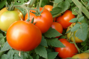 Горецкие томаты