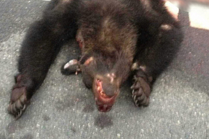 В Белыничском районе автомобиль сбил медведя, водитель скрылся