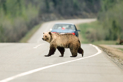 Тише едь: на дороге медведь