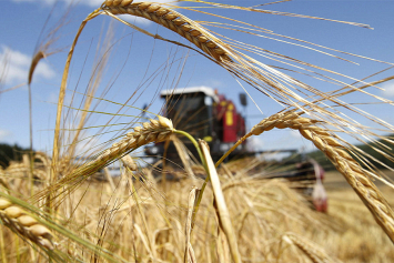 В Гродненской области завершается сев рапса, очереди ждут озимые зерновые