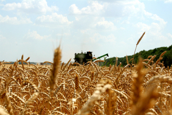 Больше всех зерна в этом году намолотил Михаил Саладуха из агрокомбината «Ждановичи» Минского района – 5816 тонн