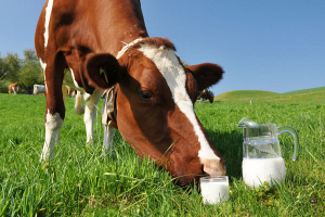 Cамая высокая отдача сельхозугодий молоком на Брестчине 
