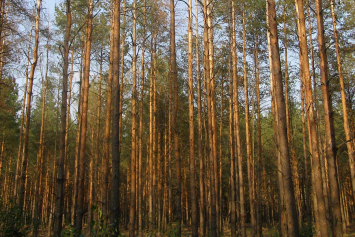 Что происходит с лесами на Полесье