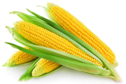 Выгодные гибриды, или Где импортные сорта кукурузы