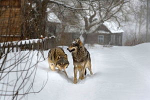 Как найти управу на чернобыльскую популяцию волка 