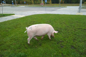 В Минске в Уручье гуляет голодная свинка (фото)