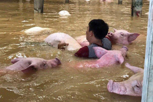 Сотням свиней пришлось спасаться вплавь от наводнения во Вьетнаме