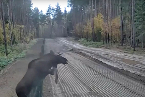 Необычный «нарушитель»: лось перепрыгнул через ограждение на белорусско-литовской границе (видео) 