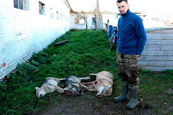 В деревне Малодуша охотник застрелил троих волков, которые накануне загрызли теленка 