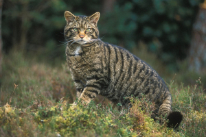 Лесной кот вернулся в Беларусь спустя 90 лет