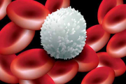 О чем говорят лейкоциты крови