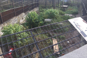 Амурский тигр напал на сотрудницу зоопарка в Калининграде