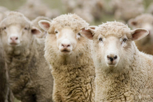 Почему овцы не оправдали надежд фермеров Витебщины?